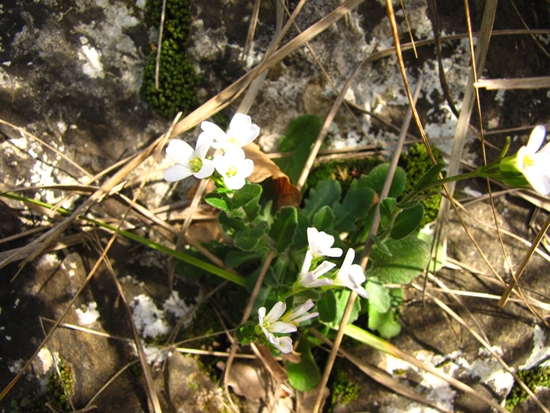 Arabis sp. forse? e se s allora quale?